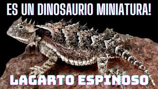 Descubre al Lagarto Espinoso El Reptil con la Armadura Más Temible reptil lagarto wildlife [upl. by Conroy]