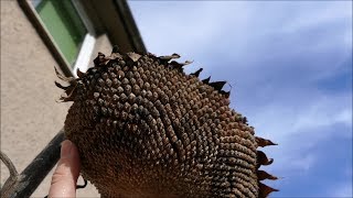 Sowing Sunflowers From Last Years Seed Heads [upl. by Atsocal6]