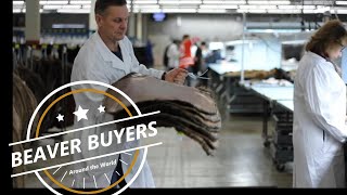 Beaver Buyers What they want at Auction and why they buy From Flowage to Fashion [upl. by Carolee]