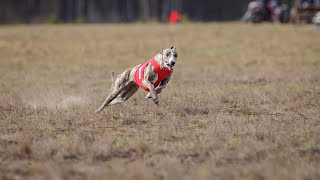 How to Train Your Whippet for Dog Sports Success [upl. by Yorled]