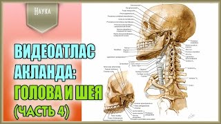 Легендарный видеоатлас доктора Роберта Акланда по анатомии человека Голова и шея 4 часть [upl. by Aenat]