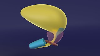 3D Embryology of Urinary Bladder amp Urethra [upl. by Whit]