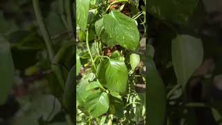 Money plant care tips plantsinshortsgreengardenassam [upl. by Fausta]