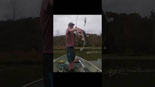 Dangerous Swim Bait Catches Bass🐟🎣 fallfish bassfishing fishing tennesseefishing bass fish [upl. by Ythomit]