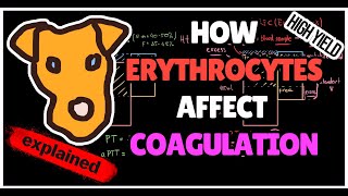 How Hematocrit Affects Coagulation in Polycythemia Citrate overload [upl. by Macswan]