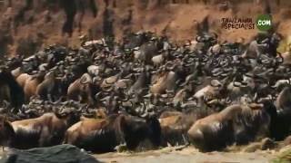 Great Migration HD  grote trek serengeti HD Tanzania Specialist [upl. by Profant]