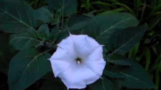 My First Moonflower Blossoms Open [upl. by Landing]