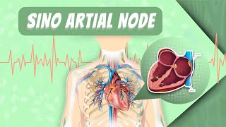 SA Node amp Rhythmical Excitation of Heart [upl. by Erny]