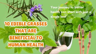 10 Edible Grasses That Are Beneficial to Human Health [upl. by Glassco850]