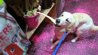 Super Cooper Sunday 31 Woofgang Coop Steals Treats Celebration Florida [upl. by Eenttirb]