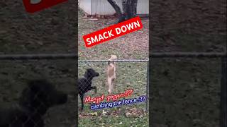 Smack Down Cat vs Dog [upl. by Davilman923]