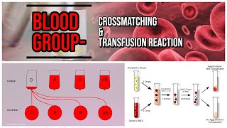 Blood Group  Crossmatching amp Transfusion Reaction  blood bank [upl. by Nikita334]