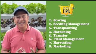 Complete Guide to Hydroponic Lettuce Farming Kratky amp NFT with english subtitle  Nars Adriano [upl. by Haelahk]