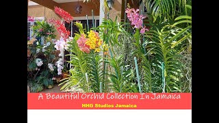 A Beautiful Orchid Collection in Jamaica [upl. by Viccora]