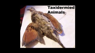 Dreams 20240625 Taxidermied Animals [upl. by Aowda]