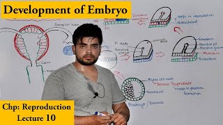 Gastrulation  Development of Human Embryo [upl. by Nanor85]