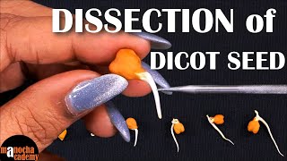 Dissection of Dicot Seed [upl. by Sitoel]