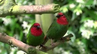 Les oiseaux exotiques de Gilles Sebileau Vendée [upl. by Suhpesoj]