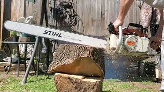 stihl 075 cuts [upl. by Jobie]