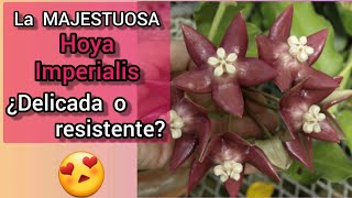 🔥 TODOS Los SECRETOS de la Hoya imperialis ❤️ Planta tropical para interior y exterior [upl. by Atnek220]