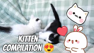 kitten Playing Compilation cat Perfectkitty2 [upl. by Kyrstin496]