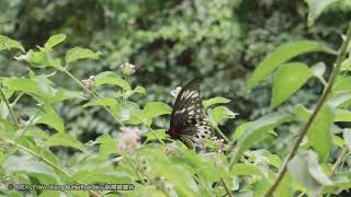 Troides Ornithoptera priamus richmondia [upl. by Georgeanna]