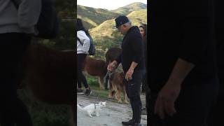 Cesar Millan the Cat Whisperer Full Vlog Out Now [upl. by Chilcote]