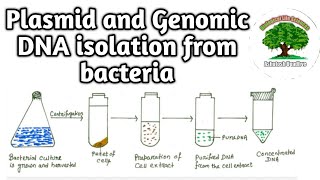 Plasmid and Genomic DNA isolation [upl. by Izak]