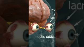 Eye surgery  pupil  Eye specialist  Doctor Eye operation eyes Eyesurgery shortvideo vairal [upl. by Anidal636]