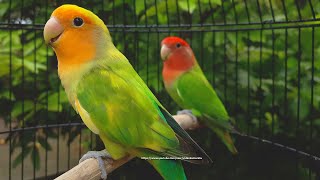 RosyFaced Lovebird Chirping Sounds  OrangeFaced Green Pied amp RedHeaded Green Opaline [upl. by Chappie]