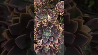 Echeveria Mina plants succulent garden gardening shorts [upl. by Izy]