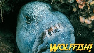 Wolffish amp Wolf Eels  JONATHAN BIRDS BLUE WORLD [upl. by Ariaek]