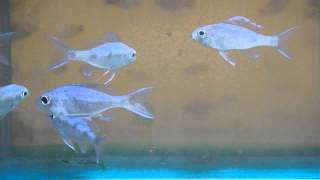 5cm Ophthalmotilapia Ventralis Orange Cap GBr [upl. by Anit906]