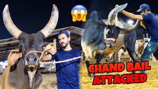 CHAND BAIL NE ATTACK KARDIA😱 WORLD BIGGEST CHAND BAIL  COW MANDI VLOG  MISHKAT KHAN [upl. by Averil]