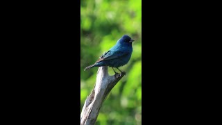 Indigo Bunting and False Blue Indigo nature birdwatching naturelovers birds wildlife flowers [upl. by Atronna]