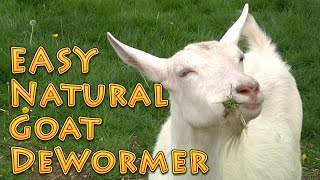 At Home Natural Goat DeWormer Goat Basics 101 [upl. by Hindu]