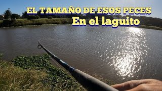 MIRA EL TAMAÑO DE ESOS PECES EN ESE LAGUITO FUIMOS A PESCARLOS PESCA DE LAGUNA [upl. by Yenahs]