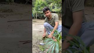 পাখিদের ঘরের সামনে বানাচ্ছি ঘাসের বাগান 🤩 gardening birdsvalley openaviary [upl. by Sauers540]