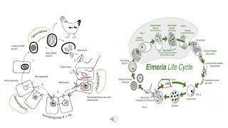 Eimeria [upl. by Arratahs341]