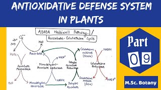 Antioxidative defense system in plants  Asada Halliwell Pathway [upl. by Llesirg386]