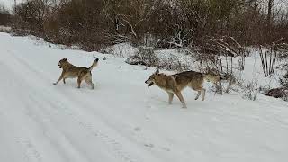 Czechoslovakian Wolfdog Pack quotKuryak of Stellaburgquot  winter snow walk on a path on the riverside [upl. by Narruc486]