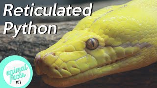 Reticulated Python • All You Need To Know About This Reptile [upl. by Sale]