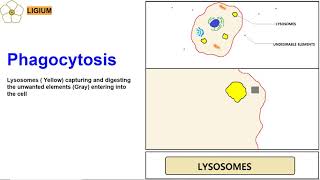 LYSOSOMES ANIMATION PHAGOCYTOSIS [upl. by Meesak587]