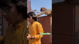 Monkey 🐒 sourav bhi ka chasma le gaya 😂😜😂🤣shorts entertainment funny [upl. by Volnak]