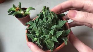 Tigers Jaw  Faucaria Sudden Death Syndrome [upl. by Sammons687]