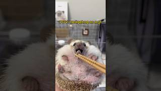 If my gf were hedgehog 🥺🥺🥺 relatable hedgehog gf relationshiptips [upl. by Annahsed]