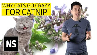 Why do cats go crazy for catnip I Science with Sam [upl. by Tterej]