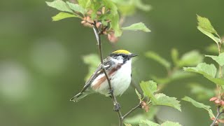 Chestnutsided Warbler [upl. by Nevek707]