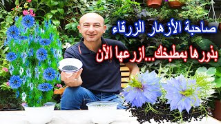 صاحبة الأزهار الزرقاء بذورها في المطبخ و تؤكل والآن موعد زراعتها [upl. by Nicks]