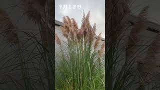 14年目 パンパスグラスのシーズンがやってきた 宿根草の庭 Cortaderia selloana [upl. by Llorrac852]